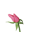اضغط على الصورة لعرض أكبر. 

الإسم:	وردة.gif 
مشاهدات:	997 
الحجم:	8.9 كيلوبايت 
الهوية:	3291124
