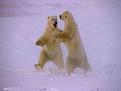 اضغط على الصورة لعرض أكبر. 

الإسم:	Bears6.jpg 
مشاهدات:	502 
الحجم:	45.4 كيلوبايت 
الهوية:	3292327