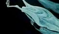 اضغط على الصورة لعرض أكبر. 

الإسم:	5 الارواح الصاعدة.jpg 
مشاهدات:	3111 
الحجم:	5.2 كيلوبايت 
الهوية:	3295995