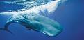 اضغط على الصورة لعرض أكبر. 

الإسم:	Sperm-Whales-631.jpg__800x600_q85_crop.jpg 
مشاهدات:	997 
الحجم:	69.4 كيلوبايت 
الهوية:	3301076