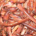 اضغط على الصورة لعرض أكبر. 

الإسم:	the-worms.jpg 
مشاهدات:	1548 
الحجم:	27.3 كيلوبايت 
الهوية:	3301288