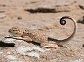 اضغط على الصورة لعرض أكبر. 

الإسم:	Big_lizard_55.jpg 
مشاهدات:	1358 
الحجم:	68.9 كيلوبايت 
الهوية:	3301296