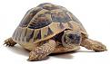 اضغط على الصورة لعرض أكبر. 

الإسم:	turtle_02.jpg 
مشاهدات:	1426 
الحجم:	54.8 كيلوبايت 
الهوية:	3301303
