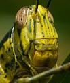 اضغط على الصورة لعرض أكبر. 

الإسم:	locust face macro.jpg 
مشاهدات:	1206 
الحجم:	187.0 كيلوبايت 
الهوية:	3301306