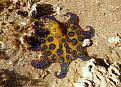 اضغط على الصورة لعرض أكبر. 

الإسم:	Blue-Ringed-Octopus-Photos.jpg 
مشاهدات:	344 
الحجم:	159.0 كيلوبايت 
الهوية:	3302030