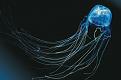 اضغط على الصورة لعرض أكبر. 

الإسم:	Box-jellyfish-eyes.jpg 
مشاهدات:	413 
الحجم:	24.9 كيلوبايت 
الهوية:	3302033