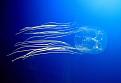 اضغط على الصورة لعرض أكبر. 

الإسم:	box-jellyfish.jpg 
مشاهدات:	419 
الحجم:	27.3 كيلوبايت 
الهوية:	3302034