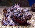 اضغط على الصورة لعرض أكبر. 

الإسم:	stonefish_0.jpg.638x0_q80_crop-smart.jpg 
مشاهدات:	370 
الحجم:	51.4 كيلوبايت 
الهوية:	3302035