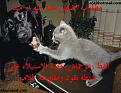 اضغط على الصورة لعرض أكبر. 

الإسم:	1458.jpg 
مشاهدات:	1970 
الحجم:	23.3 كيلوبايت 
الهوية:	3304709