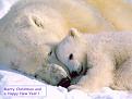 اضغط على الصورة لعرض أكبر. 

الإسم:	Bears2.jpg 
مشاهدات:	544 
الحجم:	96.4 كيلوبايت 
الهوية:	3304953