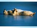 اضغط على الصورة لعرض أكبر. 

الإسم:	Bears8.jpg 
مشاهدات:	533 
الحجم:	53.7 كيلوبايت 
الهوية:	3304956